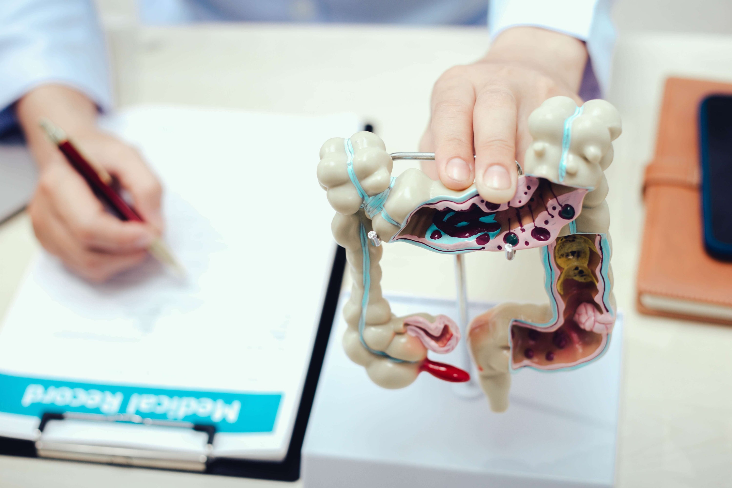 Modle of the gut to show